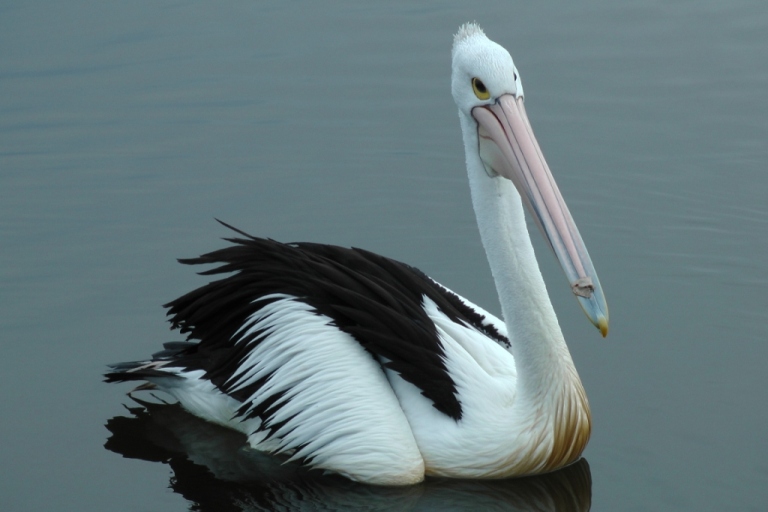 Pelikan in der Lagune von Narrabeen